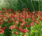 Helenium 'Rubinzwerg' - Zonnekruid in P9, Volle zon, Vaste plant, Zomer, Ophalen