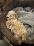 Lieve Maltipoo pup te koop(teefje), 8 tot 15 weken, Teef, Eén hond, Klein