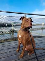 Pitbull zoekt fijn plekje, Dieren en Toebehoren, 6 jaar of ouder, Reu, Eén hond, Nederland