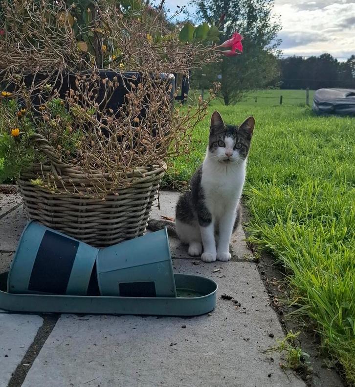 Lieve boerderij kittens te koop, Dieren en Toebehoren, Katten en Kittens | Overige Katten, Kortharig, Meerdere dieren, 0 tot 2 jaar