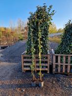 Hedera Klimop - Groene klimplant voor tuin of balkon, Ophalen, Bloeit niet, Klimplanten, Halfschaduw