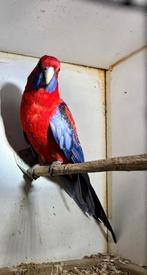 Pennant  rosella, Dieren en Toebehoren, Mannelijk, Parkiet, Geringd