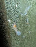 Neocaridina wild type, Dieren en Toebehoren, Kreeft, Krab of Garnaal