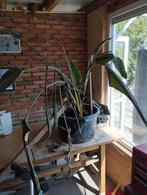 Gratis Strelizia Nicolai, Huis en Inrichting, Kamerplanten, Ophalen, 100 tot 150 cm, Palm, Halfschaduw