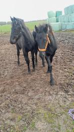 friese veulens, Dieren en Toebehoren, Merrie, Minder dan 160 cm, 0 tot 2 jaar