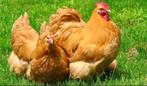 Broedeieren Orpington Buff kriel., Dieren en Toebehoren, Pluimvee, Geslacht onbekend, Kip