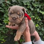 Old english bulldog pups, Dieren en Toebehoren, Honden | Bulldogs, Pinschers en Molossers, Reu, Bulldog, Meerdere, Nederland