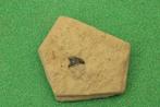 Haaientand Boven-Krijt, Verzamelen, Mineralen en Fossielen, Ophalen of Verzenden, Fossiel