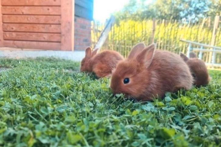 Jonge Thrianta konijntjes, Dieren en Toebehoren, Konijnen, Meerdere dieren