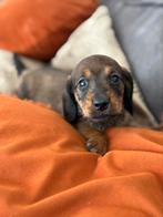 Te leuke ruwharige dwergteckels te koop!, Dieren en Toebehoren, Honden | Teckels en Dashonden, 8 tot 15 weken, Dwerg, Meerdere