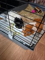 Cavia's met kooi, Cavia, Augustus, Mannelijk, Tam