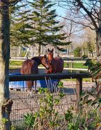 Plek vrij op onze fijne stal!, Dieren en Toebehoren, Stalling en Weidegang, Stalling