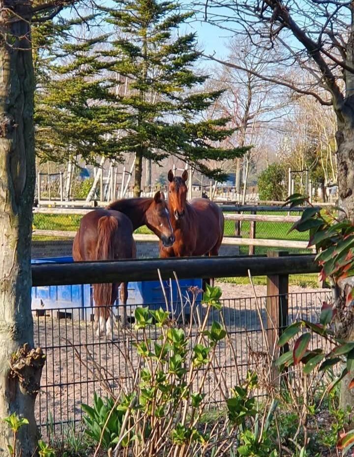 Plek vrij op onze fijne stal!, Dieren en Toebehoren, Stalling en Weidegang, Stalling