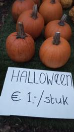Halloween pompoenen !!, Ophalen, Nieuw