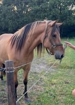 Lieve fjord/draver, Dieren en Toebehoren, Ruin, Recreatiepaard