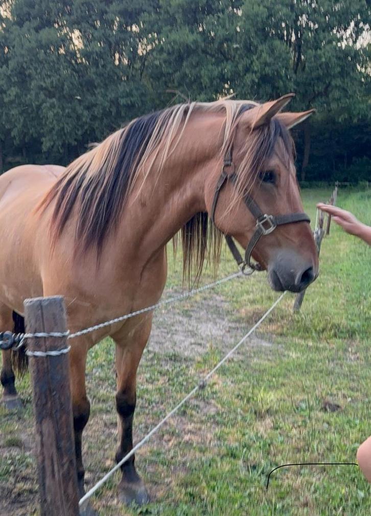 Lieve fjord/draver, Dieren en Toebehoren, Paarden, Ruin, Recreatiepaard