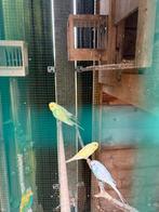 Grasparkieten gezin, Dieren en Toebehoren, Vogels | Kanaries, Meerdere dieren, Kleurkanarie