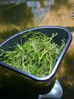 Javamos, Ophalen of Verzenden, Nieuw, Plant(en), Steen of Hout