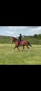 Dressuur- / fokmerrie KWPN, Dieren en Toebehoren, Paarden, Merrie, Gechipt, Dressuurpaard, L