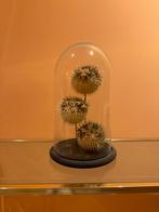 Opgezette Kogelvissen onder Glazen Koepel, Huis en Inrichting, Ophalen, Nieuw