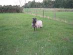schaap, Vrouwelijk, Schaap, 3 tot 5 jaar