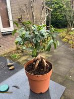 JAPANSE FICUS GINSENG BONSAI, Ophalen, Halfschaduw, Minder dan 100 cm