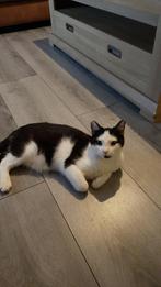 zwart witte kater van 6 maanden, Dieren en Toebehoren, Katten en Kittens | Overige Katten, Meerdere dieren, Kortharig, 0 tot 2 jaar