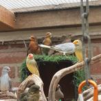 Mexicaanse roodmus, Dieren en Toebehoren, Vogels | Overige Vogels, Meerdere dieren