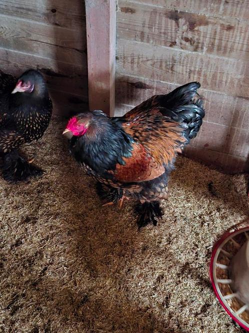 Brahma groot goud zwart gezoomd, Dieren en Toebehoren, Pluimvee, Kip, Geslacht onbekend