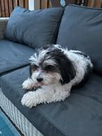Mooie boomer pups, Dieren en Toebehoren, Overige rassen, Meerdere, Meerdere dieren, Nederland