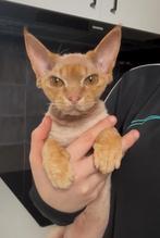 Devon rex poes, Dieren en Toebehoren, Poes, Ontwormd, 0 tot 2 jaar
