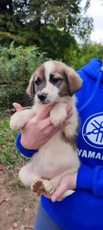 Adelaide – klein zonnetje zoekt warme armen, Particulier, Rabiës (hondsdolheid), 15 weken tot 1 jaar, Buitenland