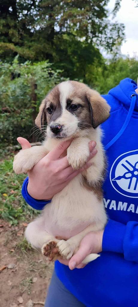 Adelaide – klein zonnetje zoekt warme armen, Dieren en Toebehoren, Honden | Niet-rashonden, Middel, Teef, Particulier, Eén hond