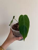 Anthurium Pallidiflorum x Magnificum, Huis en Inrichting, Kamerplanten, Ophalen, Halfschaduw, Minder dan 100 cm