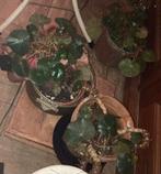 Bladbegonia blad begonia, Huis en Inrichting, Kamerplanten, Overige soorten, Minder dan 100 cm, Bloeiende kamerplant, Halfschaduw