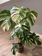 Monstera Albo Variegata #1 – Mature, Healthy with 8 Leaves, Ophalen, Halfschaduw, Minder dan 100 cm