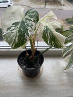 Monstera variegata planten/stekken, Ophalen of Verzenden, Overige soorten, Minder dan 100 cm
