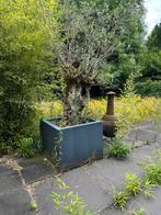 olijfbomen dikke stam en 4 palmen  € 500 per stuk, Tuin en Terras, Planten | Bomen, Bloeit niet, 100 tot 250 cm, Olijfboom, Ophalen