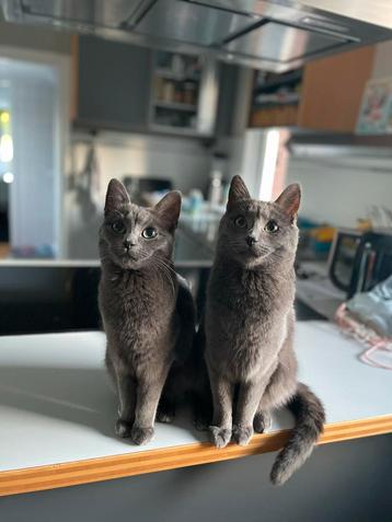 Oppas gezocht voor onze twee lieve katten