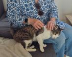 Kater Gio (4 jaar), Dieren en Toebehoren, Katten en Kittens | Overige Katten, Kater, Kortharig, 3 tot 5 jaar