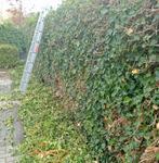 Tuinman/hovenier voor Eindhoven en omgeving professioneel, Ophalen of Verzenden, Nieuw, 20 m² of meer