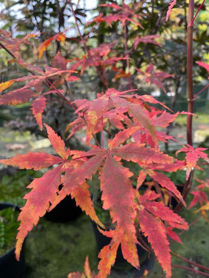 Diverse Soorten Japanse Esdoorns / Acer Palmatum, Tuin en Terras, Planten | Tuinplanten, Vaste plant, Overige soorten, Halfschaduw