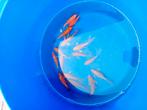 Butterfly koi, Karper of Koi