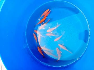 Butterfly koi beschikbaar voor biedingen
