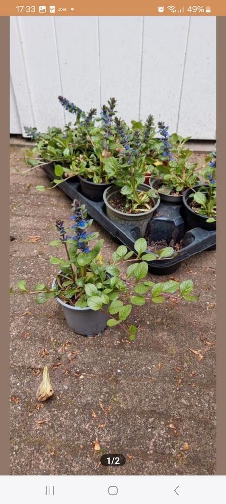 Ajuga, groenblijvende bodembedekker, Tuin en Terras, Planten | Tuinplanten, Vaste plant, Bodembedekkers, Halfschaduw, Lente, Ophalen