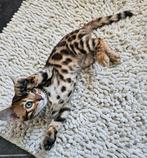🐆 Bengal, Brown (black) spotted tabby, Eye Hazel 🐅, Dieren en Toebehoren, Poes, Gechipt, 0 tot 2 jaar