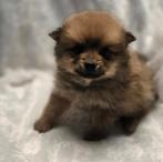 Te koop mooie dwergkees puppies (pomeriaan), Nederland, Keeshond, CDV (hondenziekte), 8 tot 15 weken
