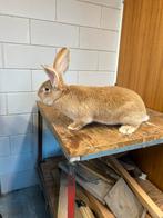 Gele Vlaamse reus, Dieren en Toebehoren, Konijnen, Vrouwelijk, Groot