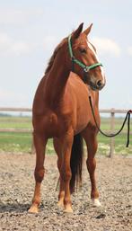 de liefste 3 jarige draver ruin, Dieren en Toebehoren, Paarden, Gechipt, Ruin, 3 tot 6 jaar, Recreatiepaard