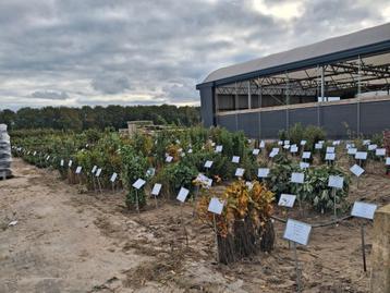Diverse Haagplanten voor paarden Vogelbos & Voedselbos beschikbaar voor biedingen